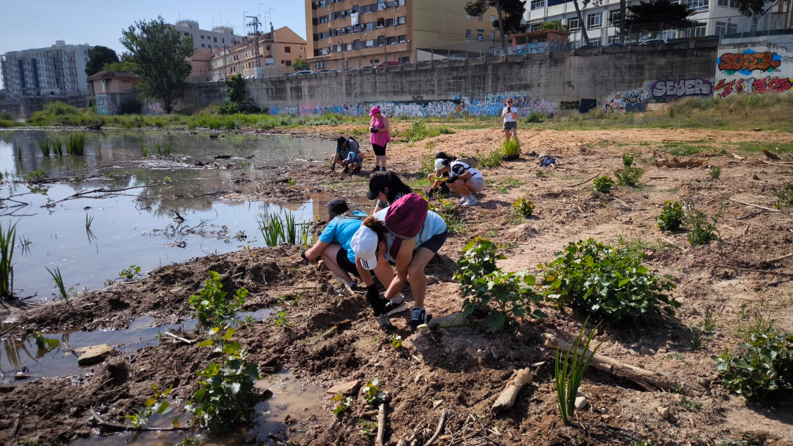 Plantació10