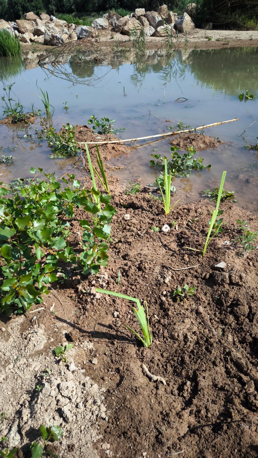 Plantació 5