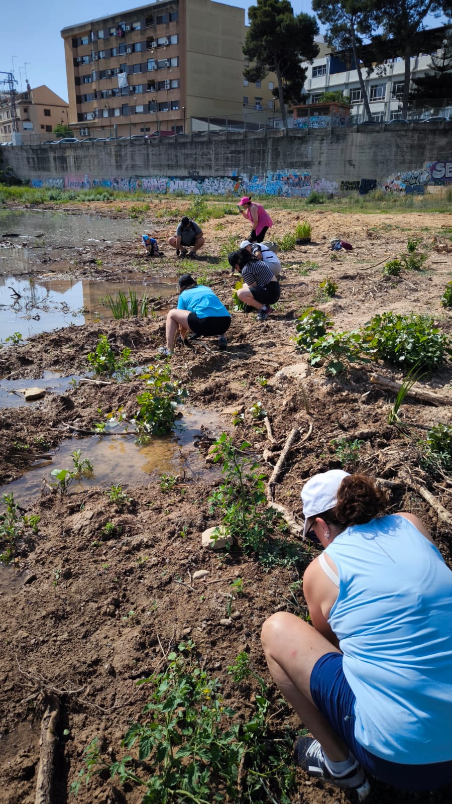 Plantació 4