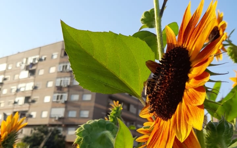 Abella pol·linitzant un gira-sol